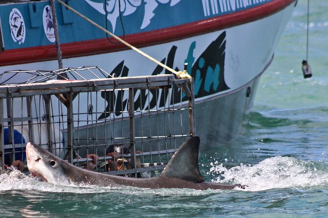 Shark Cage Diving and Viewing with transport from Cape Town - Which sharks and animals might appear