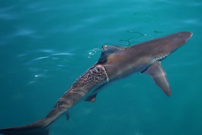 Shark Cage Diving and Viewing with transport from Cape Town - Why the crew service matters