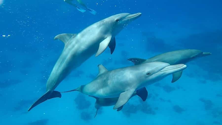 Sharm El Sheikh: Day sail to White island and Ras Mohamed - FAQ