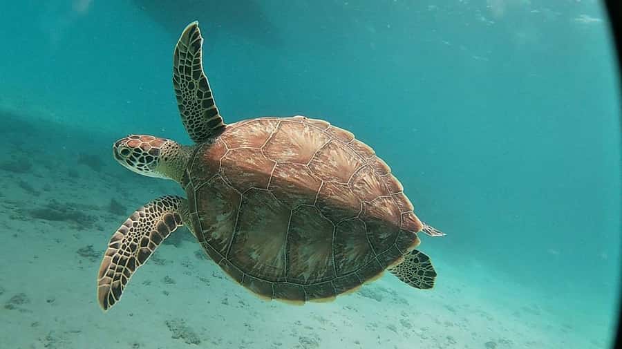 Sharm El Sheikh: Day sail to White island and Ras Mohamed - Should you book this Ras Mohamed day sail?