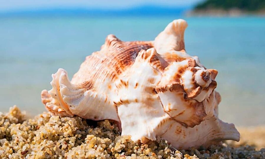 Sharm El-Sheikh: Ras Mohamed Half-Day Tour & Allah's Gate - Snorkeling over Egypt’s coral reef