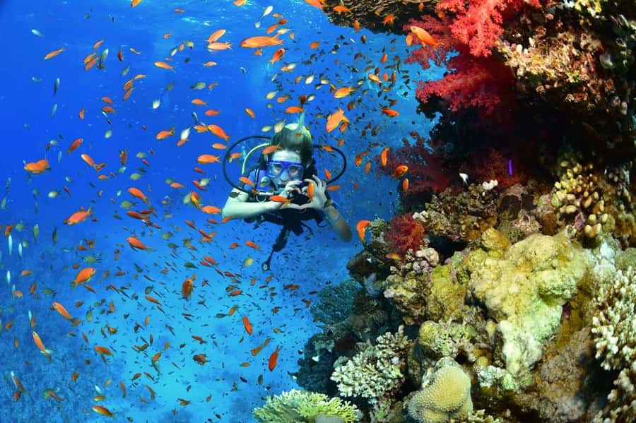 Sharm El Sheikh: Ras Mohamed & White Island Dive & Snorkel - White Island, a sandbank in open water