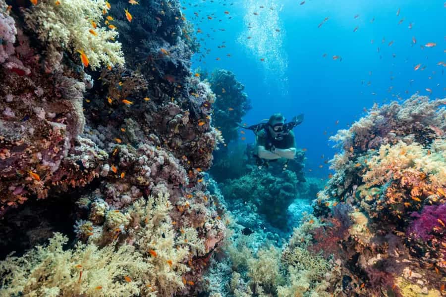 Sharm El Sheikh: Ras Mohamed & White Island Dive & Snorkel - Practical advice before you book