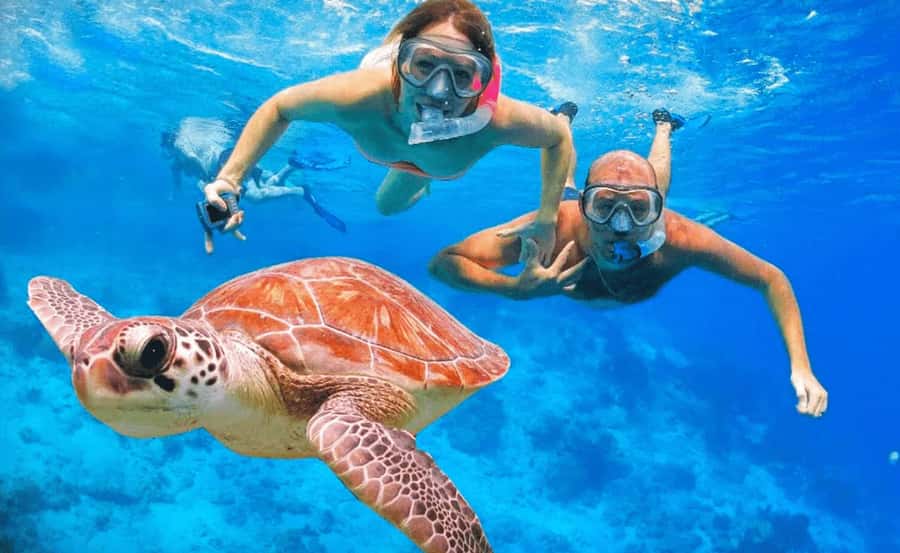 Sharm El Sheikh: Ras Mohamed & White Island Dive & Snorkel - Two reef stops inside Ras Mohamed National Park