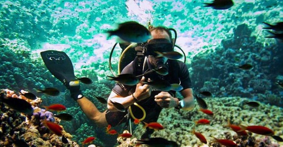Sharm El Sheikh: Ras Mohamed & White Island Snorkel or Dive - Key points to know before you book