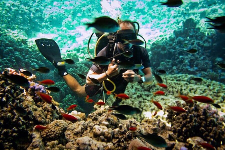 Sharm El Sheikh: Ras Mohamed & White Island Snorkel or Dive - Coral, fish, and the value of clear water