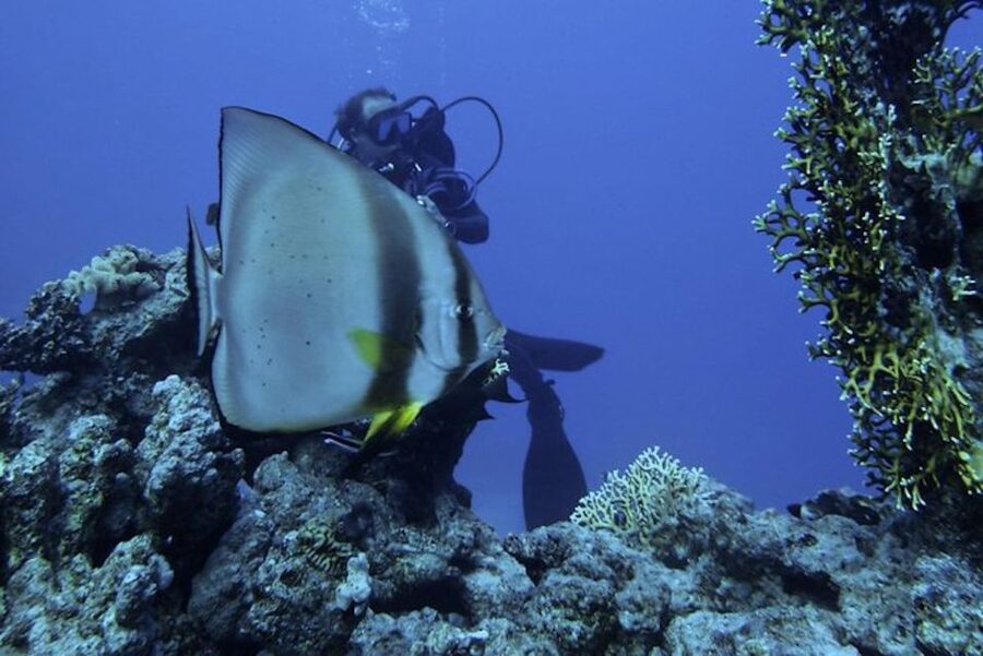 Sharm El Sheikh: Ras Mohamed & White Island Snorkel or Dive - Choosing the right format