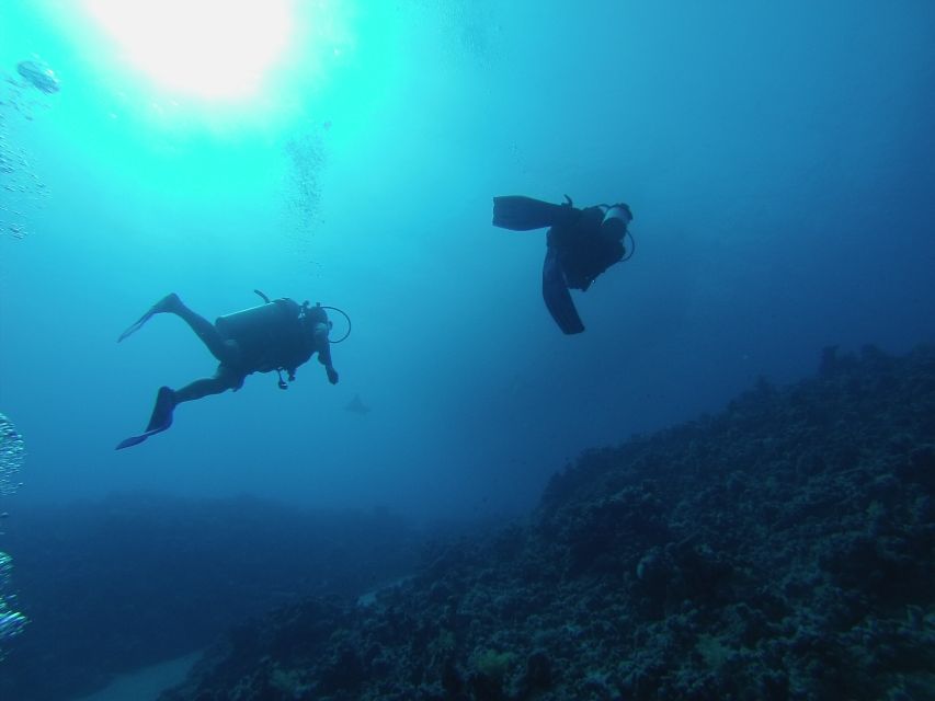 Sharm El Sheikh: Ras Mohamed & White Island Snorkel or Dive - Who will get the most from this day