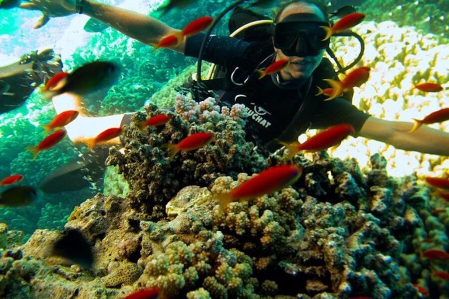 Sharm El Sheikh: Ras Mohamed & White Island Snorkel or Dive - Should you book this Ras Muhammad outing?
