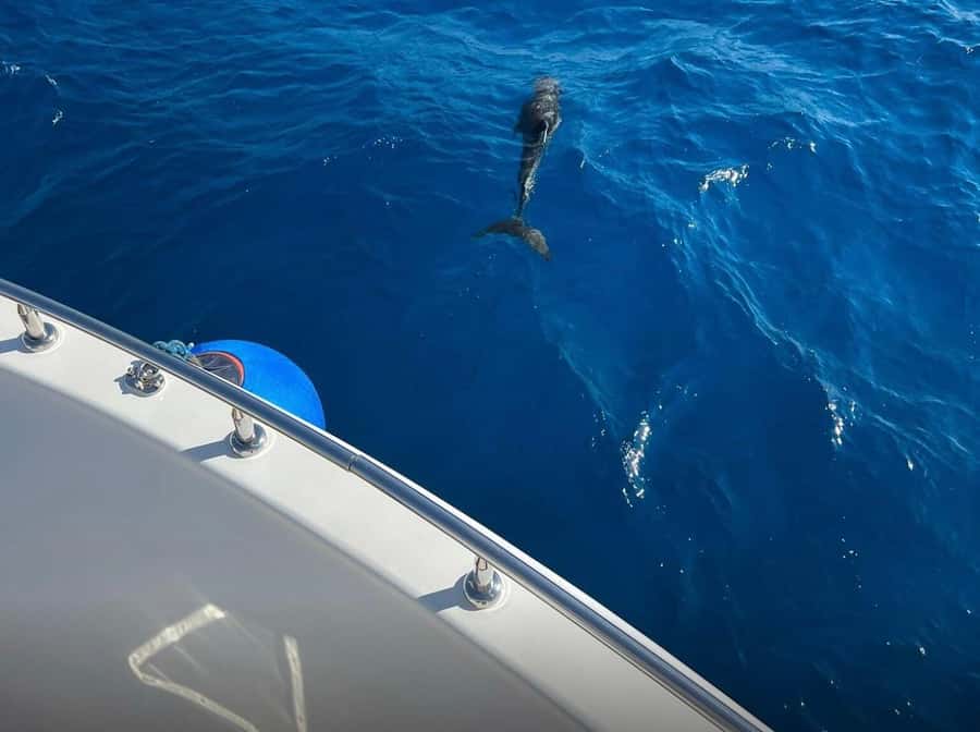 Sharm el-Sheikh: Ras Mohammed Elite VIP Cruise and BBQ Lunch - The boat’s real VIP advantages