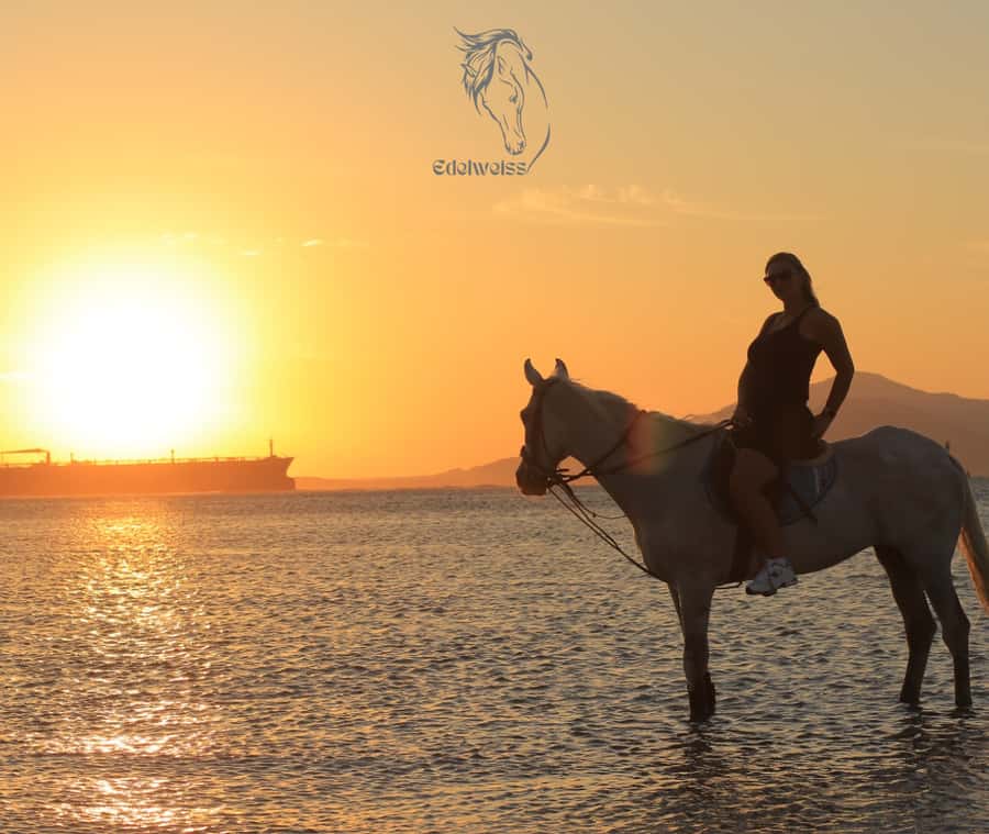 Sharm El Shiekh: Beach and City Desert Horse Riding Tour - Key points to know before you book
