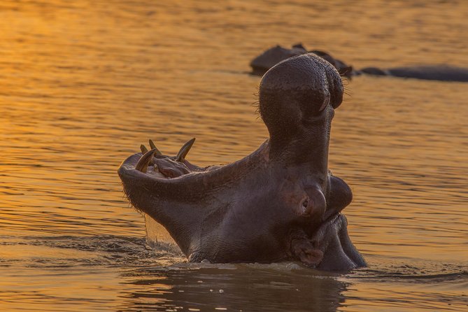 Shoreline Hippo and Crocodile Boat Cruises, iSimangaliso Wetland Park - Hippos are dependable, crocodiles are less so