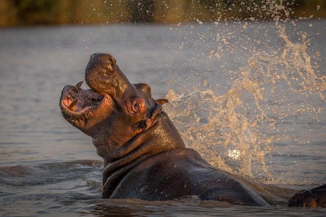 Shoreline Hippo and Crocodile Boat Cruises, iSimangaliso Wetland Park - Birdlife adds another layer to the trip