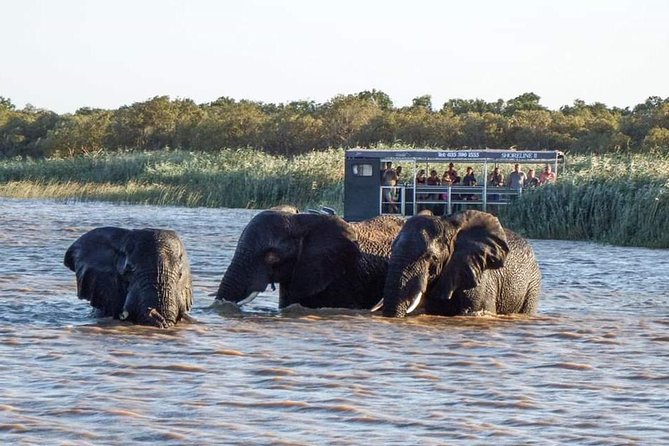 Shoreline Hippo and Crocodile Boat Cruises, iSimangaliso Wetland Park - What the guide adds to the experience