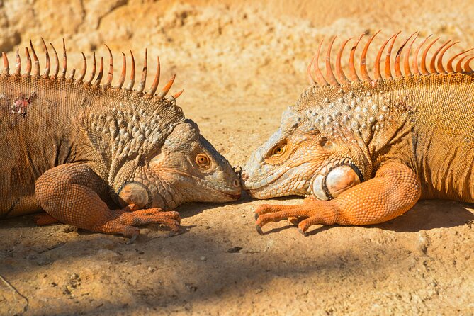 Skip the Line Ticket to Crocoparc with Optional Transfert - The crocodile pools and the best viewing points
