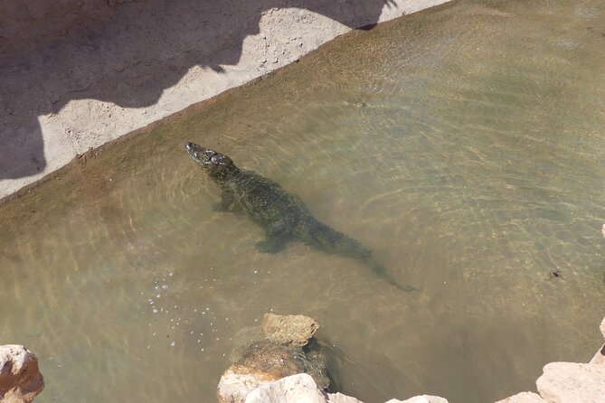 Skip the Line Ticket to Crocoparc with Optional Transfert - The Cactus Garden, iguanas, and giant tortoises