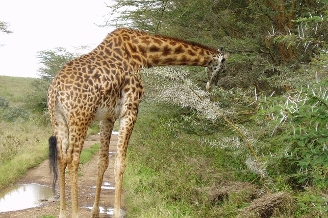Small Group Budget Tour to Hells Gate National Park and Lake Naivasha Boat Ride - Practical Details Before You Go