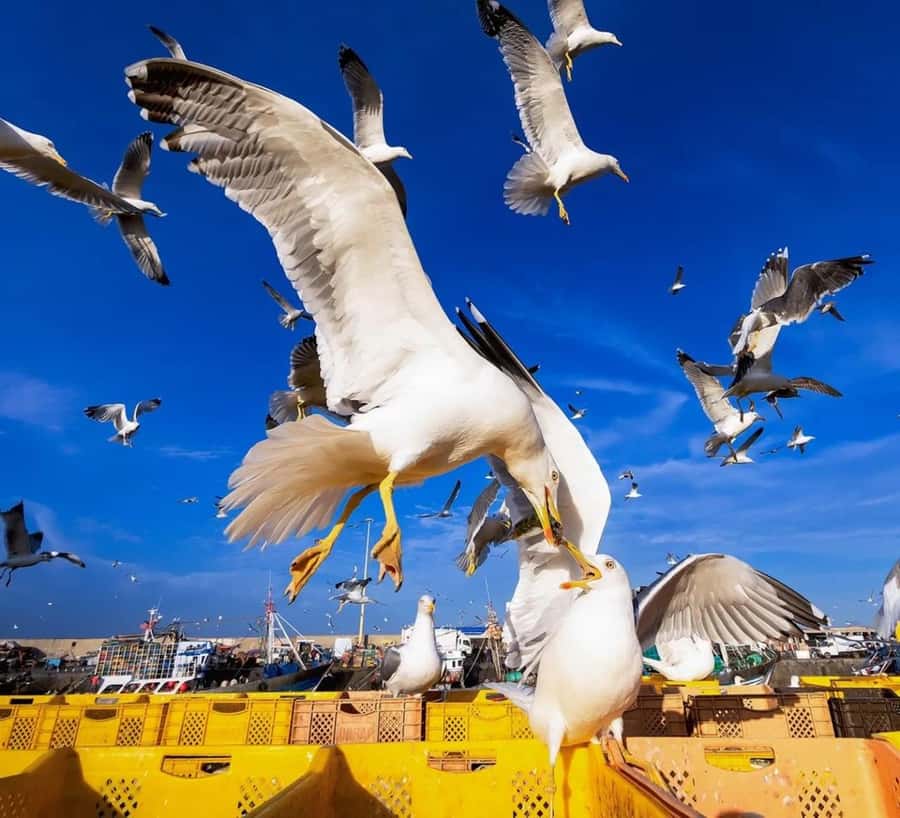 Small-Group Day Trip from Marrakech to Essaouira Mogador - The beach, ocean wind, and sensible expectations