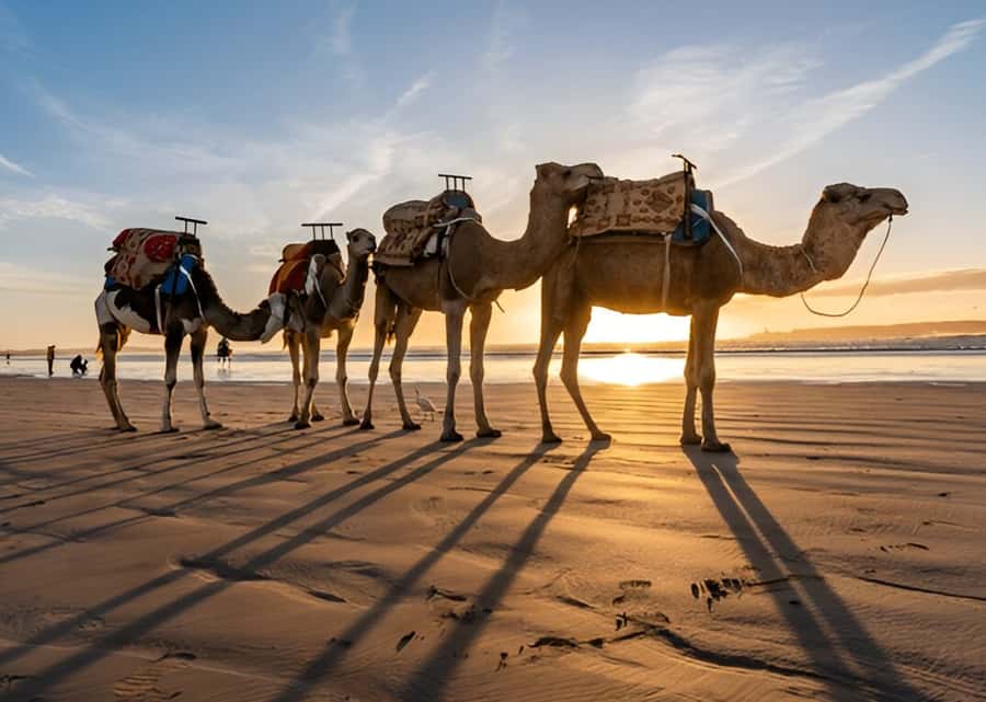 Small-Group Day Trip from Marrakech to Essaouira Mogador - The journey back through Chichaoua