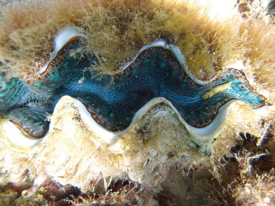 Snorkeling Excursion in Blue Bay Marine Park - Key points at a glance