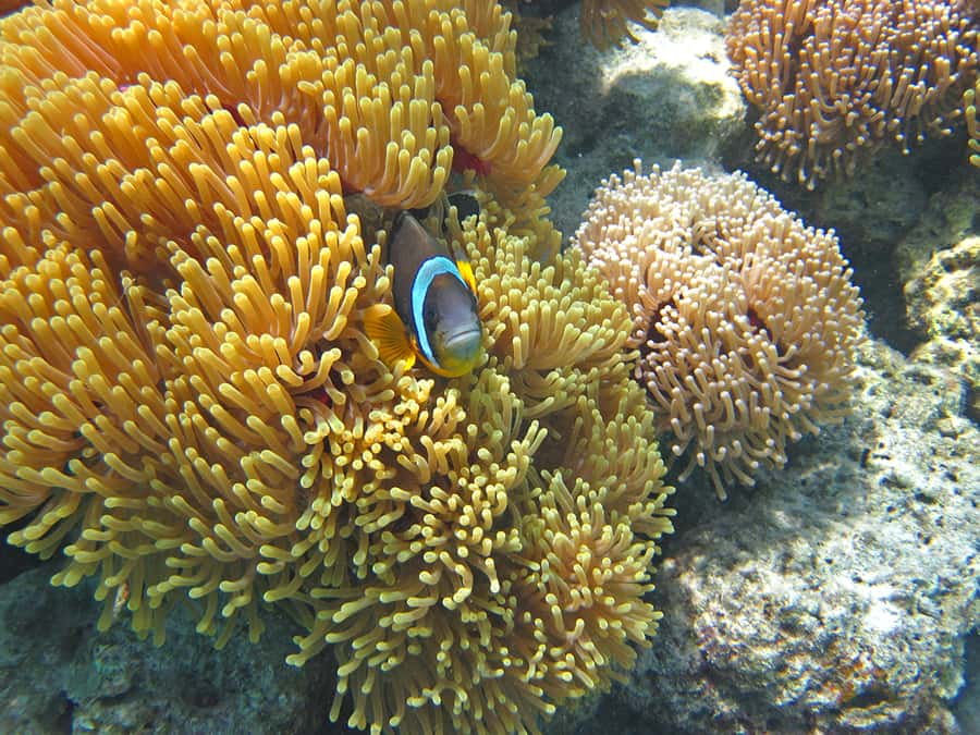 Snorkeling Excursion in Blue Bay Marine Park - The snorkeling stop: what your hour really includes
