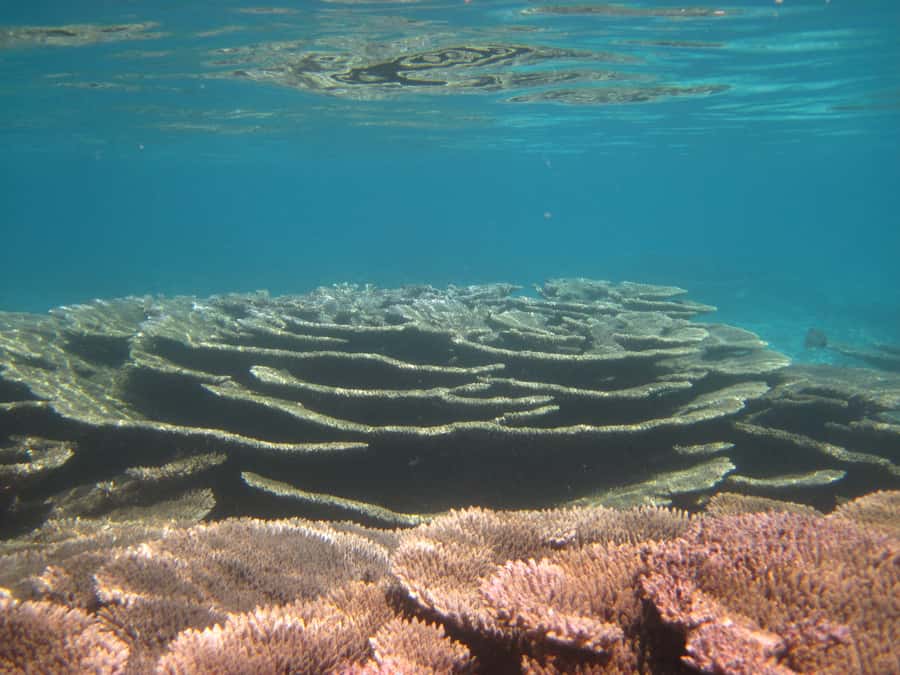 Snorkeling Excursion in Blue Bay Marine Park - Practical preparation for Blue Bay
