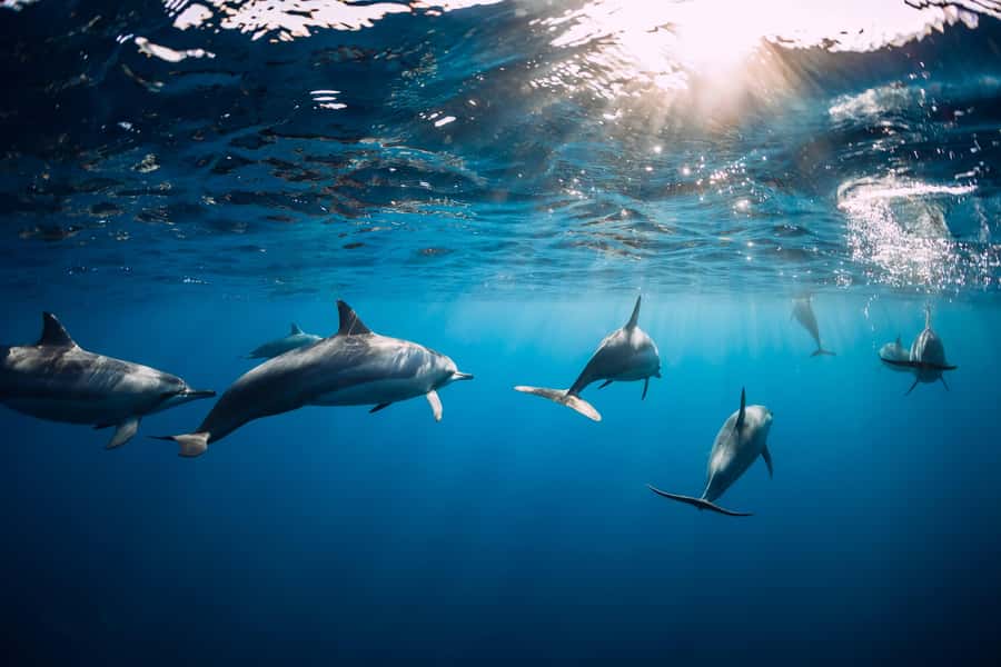 Speedboat to Ile aux Benitier: Dolphin Encounter & Lunch - Is the $70 price good value?
