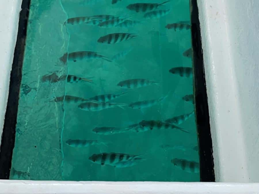 St. Anne Marine Park, Moyenne & Cerf Island Tour with Lunch - Should you book it?