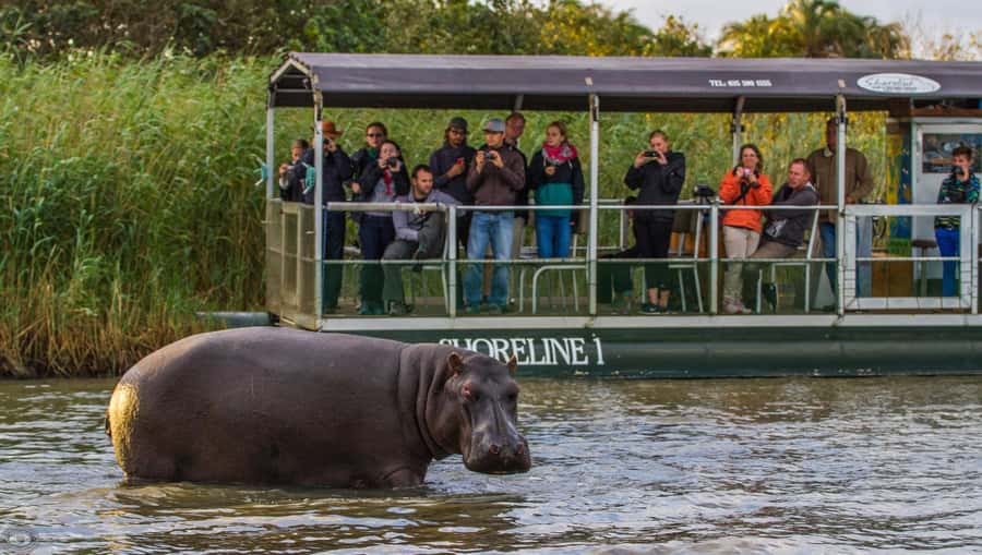 St Lucia: Hippo and Crocodile Cruise on a 15-Seat Vessel - Why Lake St Lucia is such a good place for hippos
