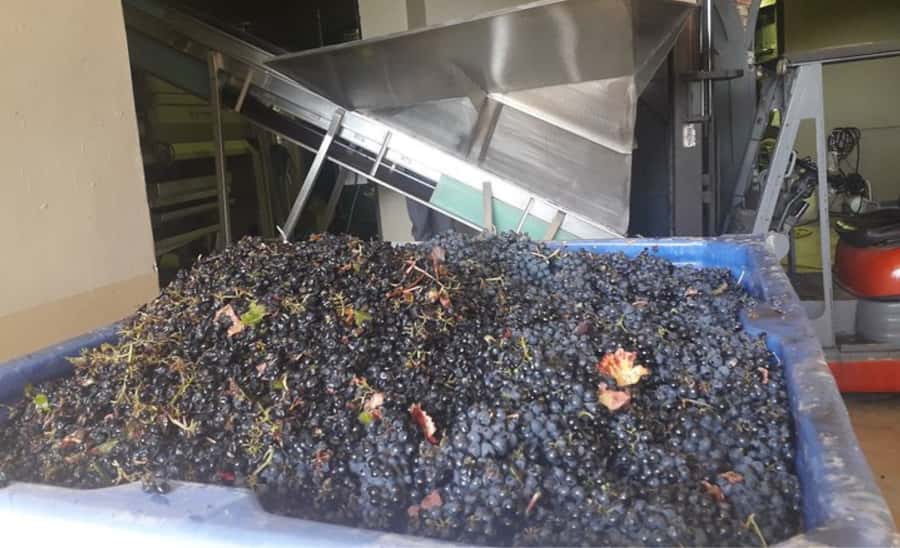 Stellenbosch: Half-Day Wine Tour - Second vineyard: biltong, chocolates, and a different mood