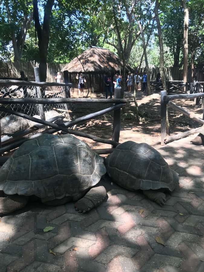 Stone Town: Stone Town and Prison Island Private Day Trip - Freddie Mercury’s house adds a modern point of interest