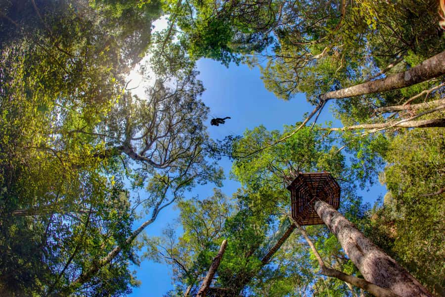 Storms River: Tsitsikamma National Park Zipline Canopy Tour - Moving from yellowwood to yellowwood