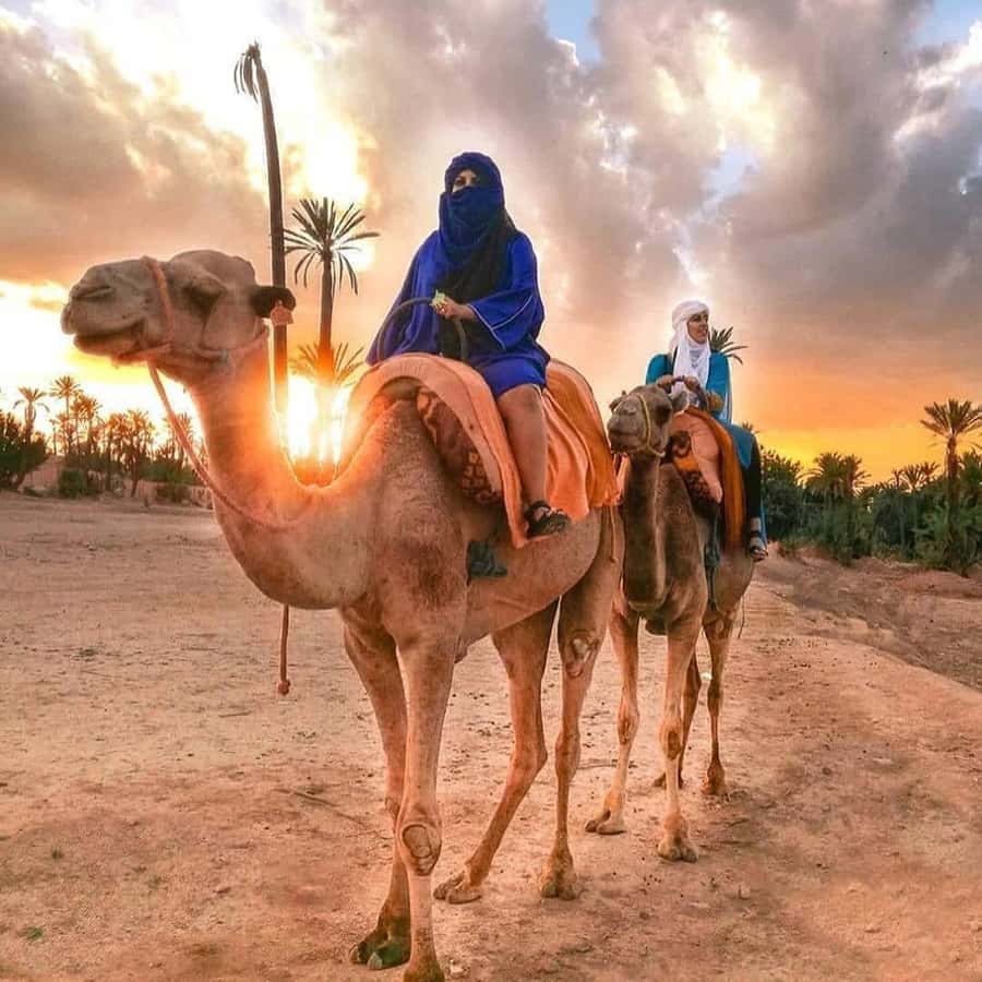 Sun set camel ride in palmerai of Marrakesh - What the $22 experience really gives you