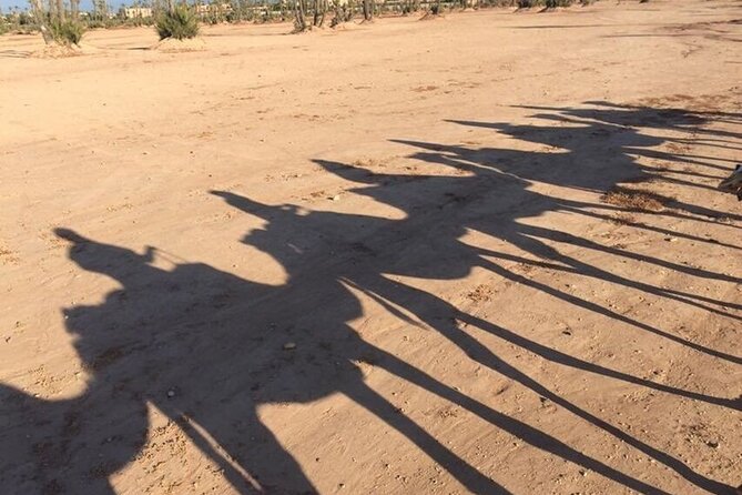Sunset Camel Ride in Agadir or Taghazout With Transfers - Choosing your camel and getting settled