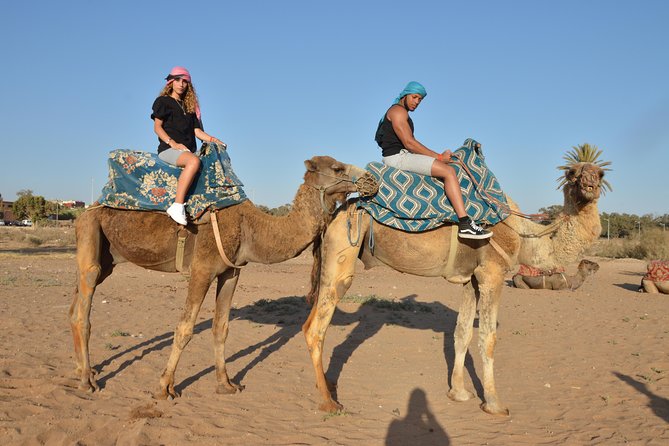 Sunset camel ride in Agadir with transport, tea and cakes. - Meeting your camel at the ranch