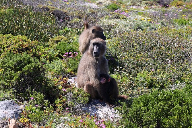 Supersaver: Cape of Good Hope and Cape Point Day Tour from Cape Town - The minivan, group size, and guide experience