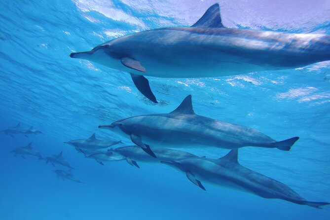Swimming with Dolphin VIP Snorkeling Sea Trip With Lunch and Transfer - Hurghada - What VIP means here, and what it does not mean