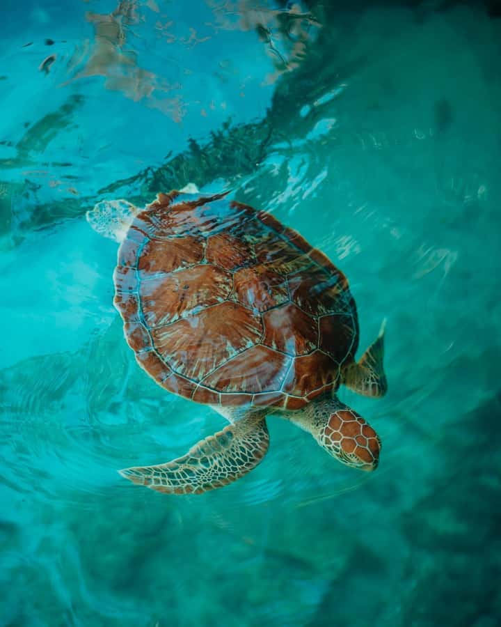SWIMMING WITH TURTLES AT SALAAM CAVE AT KIZIMKAZI ZANZIBAR - Meeting Your Guide in Zanzibar’s South