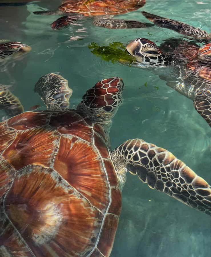 SWIMMING WITH TURTLES AT SALAAM CAVE AT KIZIMKAZI ZANZIBAR - How Long You Actually Stay in the Cave