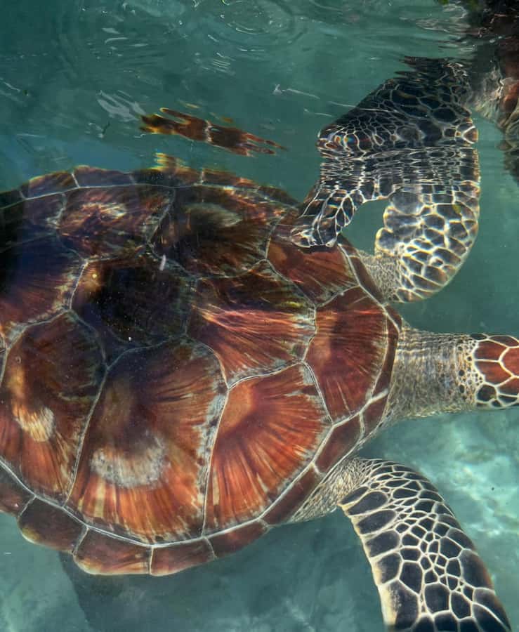 SWIMMING WITH TURTLES AT SALAAM CAVE AT KIZIMKAZI ZANZIBAR - Crowds, Conservation, and the Cave Experience