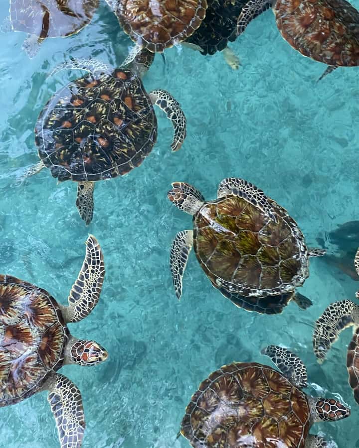 SWIMMING WITH TURTLES AT SALAAM CAVE AT KIZIMKAZI ZANZIBAR - Should You Book the Salaam Cave Turtle Swim?