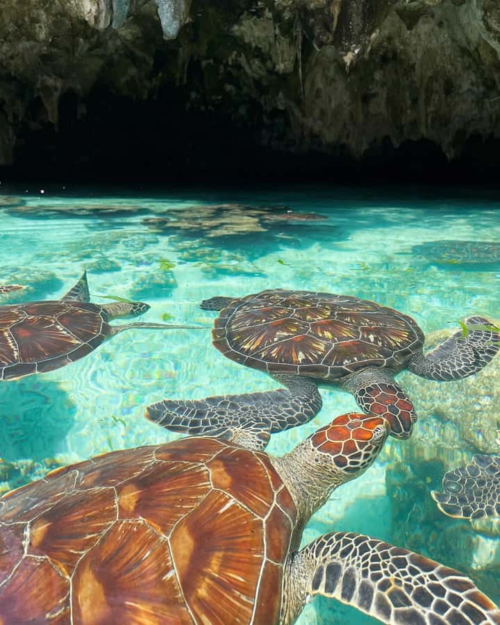 SWIMMING WITH TURTLES AT SALAAM CAVE AT KIZIMKAZI ZANZIBAR - Entering the Clean Water at Salaam Cave