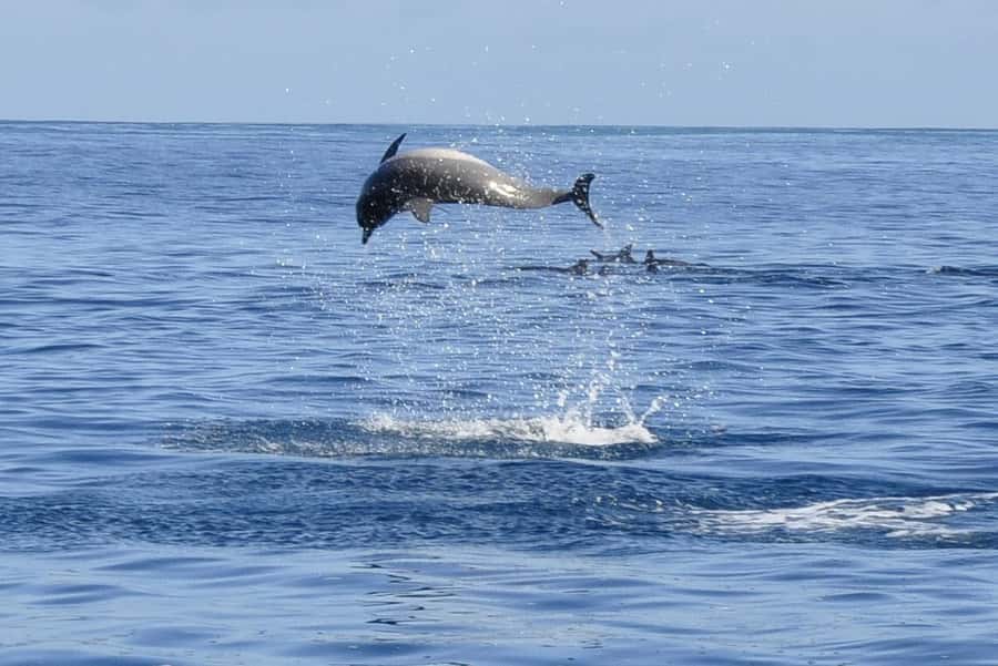 Tamarin: Dolphin Snorkel, CrystalRock, ile o Benitiers Lunch - Responsible dolphin encounters and the crowded-water question