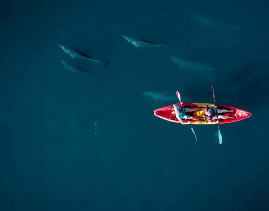 Tamarin: Guided Kayak Tour with Dolphins - A quieter alternative to speedboat watching