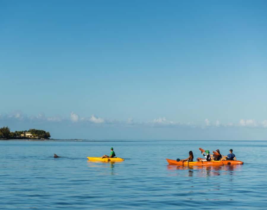 Tamarin: Guided Kayak Tour with Dolphins - Paddling into Tamarin Bay
