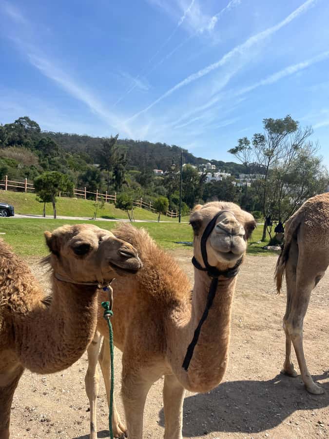 Tangier: Sunset, Tea, Sweets, Camel Ride, and Hercules Caves - Timing, comfort, and practical details
