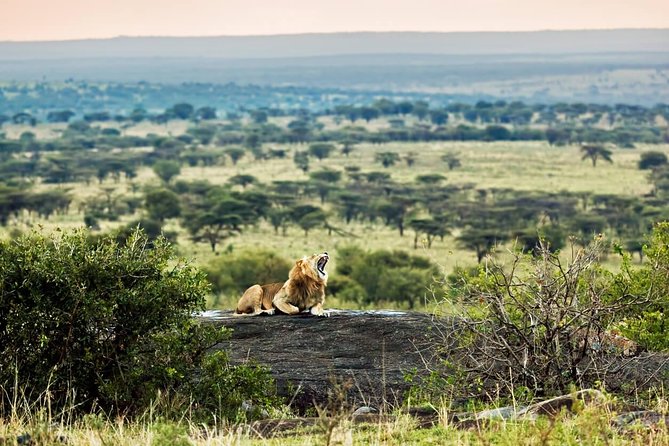 Tanzania Classic - 7 Days - Day 4: A full day in the Serengeti
