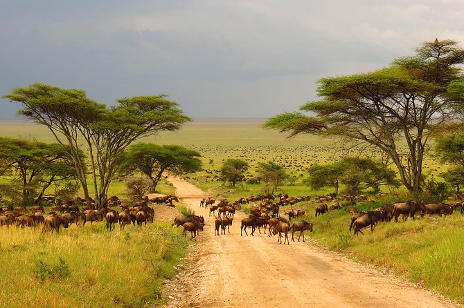 Tanzania Classic - 7 Days - Day 1: A simple arrival in Arusha