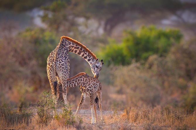 Tanzania Enticing Explorations - 6 Days - What this six-day safari is really like