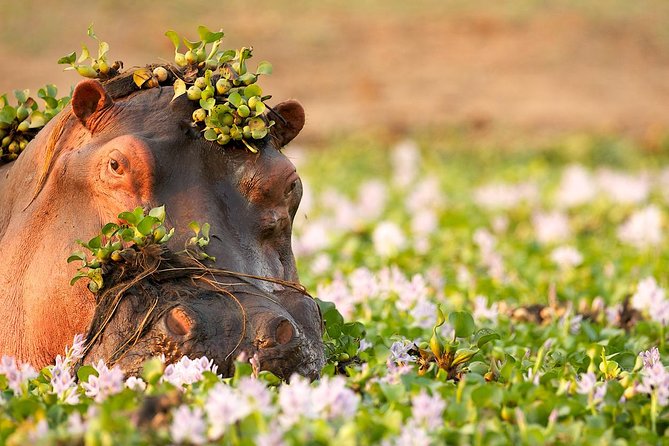 Tanzania Enticing Explorations - 6 Days - Day 6: Tarangire elephants and the return to Arusha